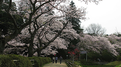 野田市